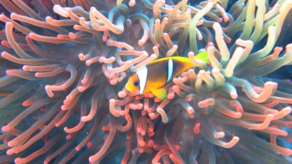 Qesm Sharm Ash Sheikh, Egypt