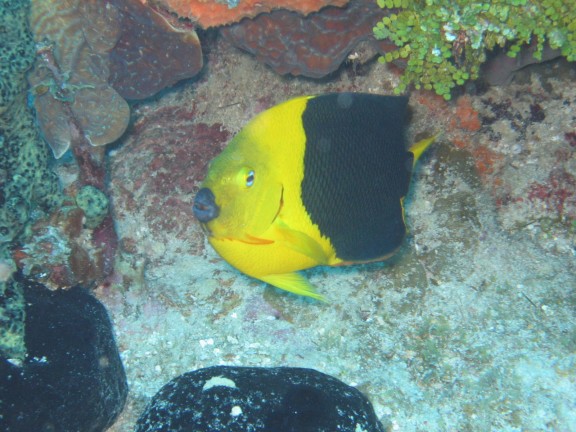 egitto sharm