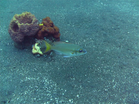 Kubu, Indonesia