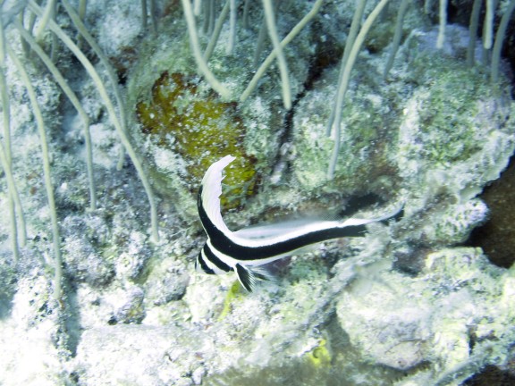 Kralendijk, Netherlands Antilles