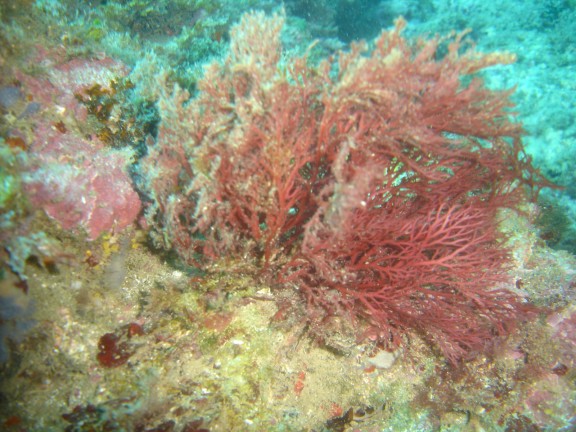 Torroella de Montgrí, España