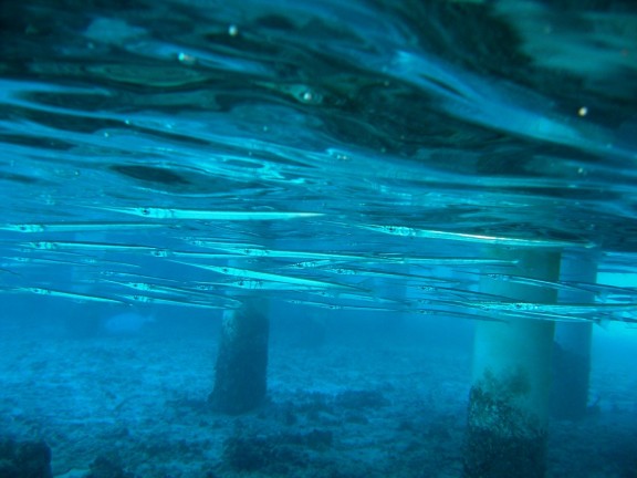 Meemu Atoll, Malediven