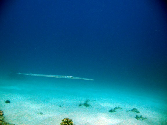 Hawaii
