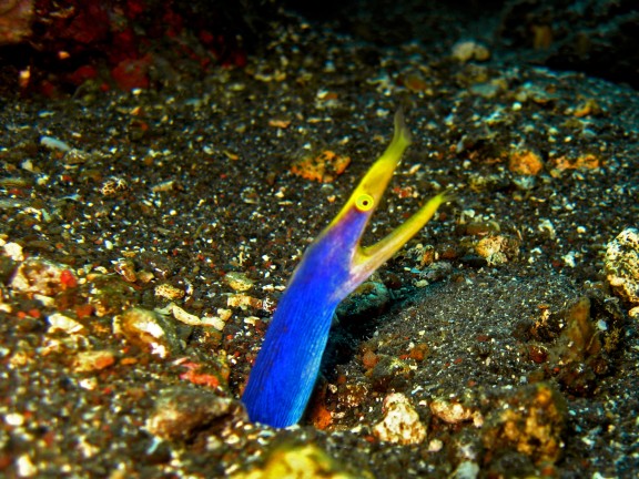 Baturiti, Indonesien