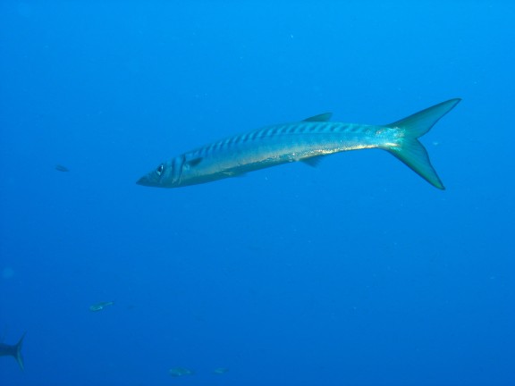 Felanitx, Spanien