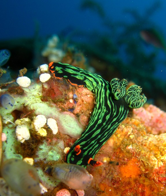 Baturiti, Indonesien