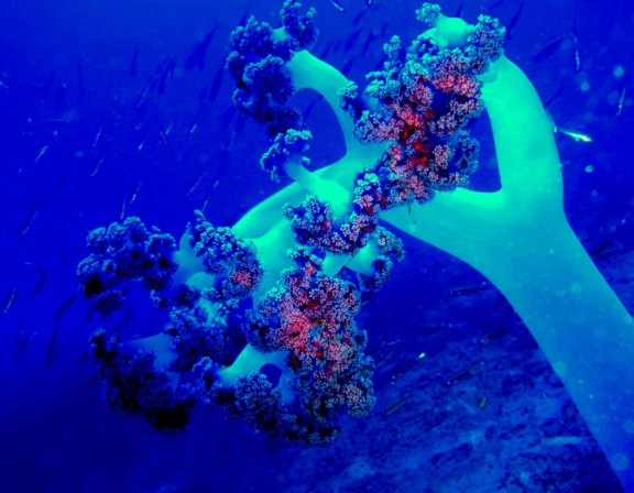 Andaman, India