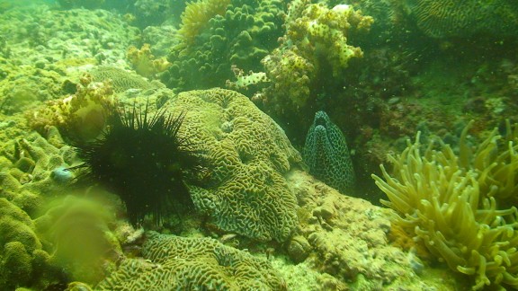 The Gulf of Oman