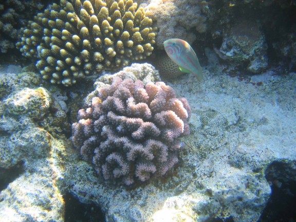egitto sharm