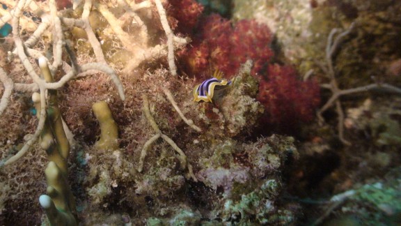 Red Sea