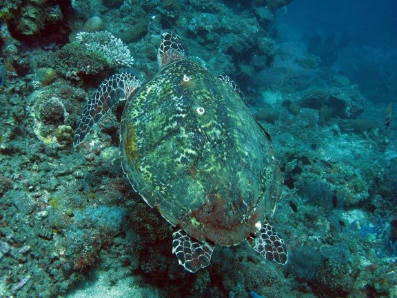 Kubu, Indonesia