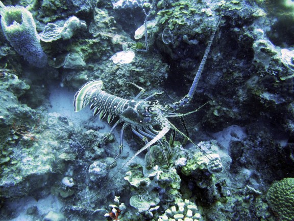 Kralendijk, Netherlands Antilles