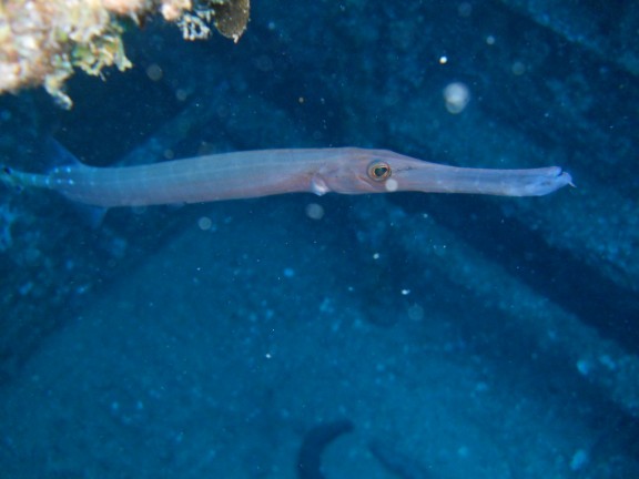 Honolulu, United States