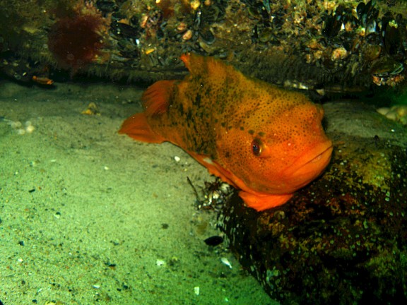 Rerik, Deutschland - fish