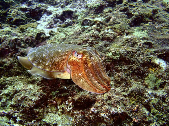 Islas Similan.Tailandia