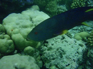 Fihalholi, Maldives