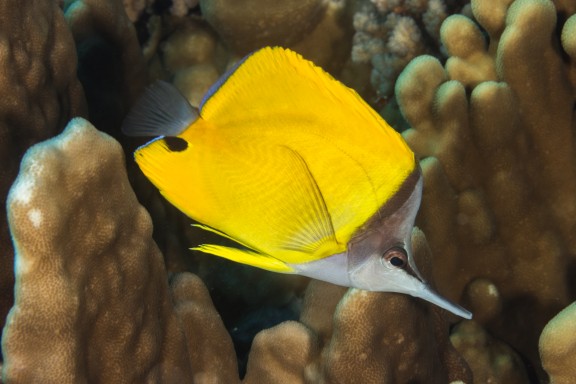 Isla de Pascua, Chile - fish