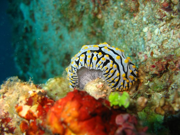 Andaman, Indien
