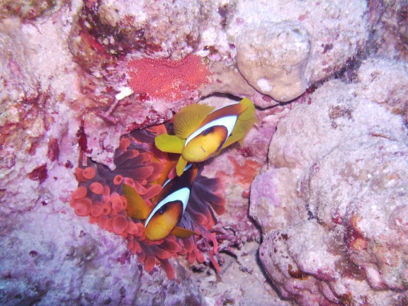 Sharm El Sheikh, Egitto