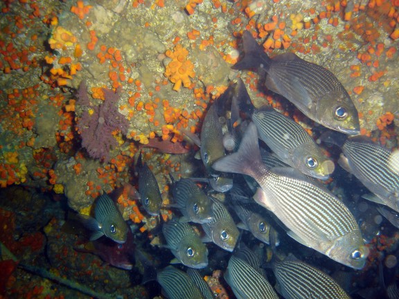 parguera - cabo corrientes
