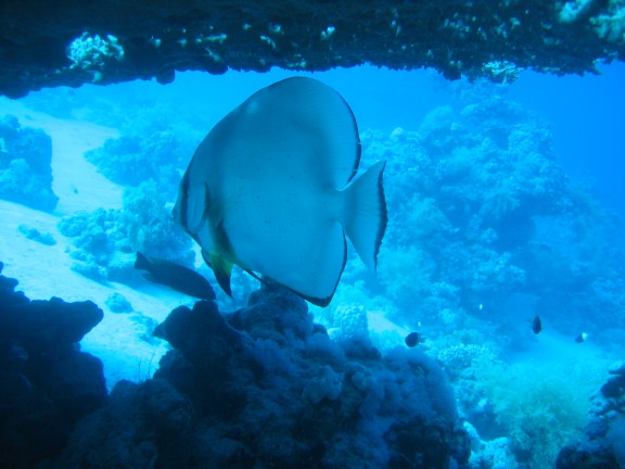 egitto sharm