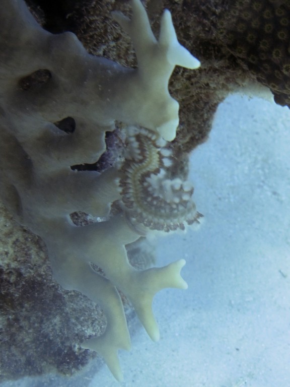 Kralendijk, Netherlands Antilles