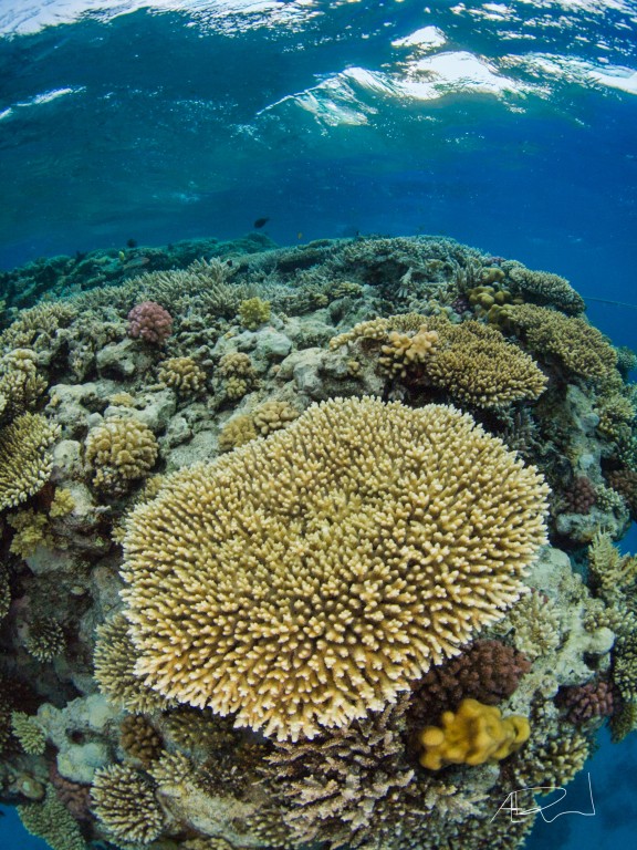 Qesm Sharm Ash Sheikh, Egypt