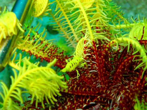 Cebu, Filippinerna
