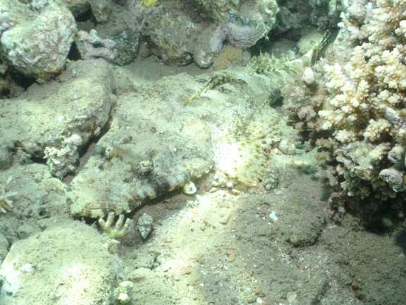 Qesm Sharm Ash Sheikh, Egypten