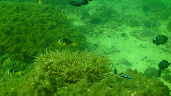 The Gulf of Oman