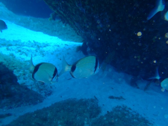 3,3 - fish