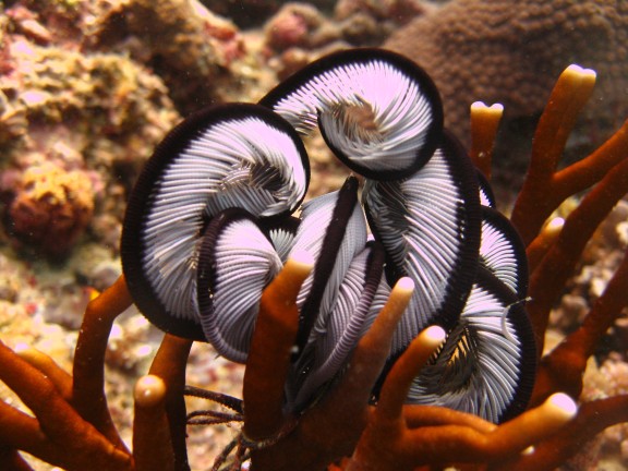 Andaman, Indien