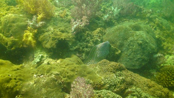 The Gulf of Oman
