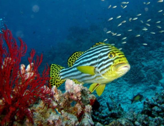 Seychelles