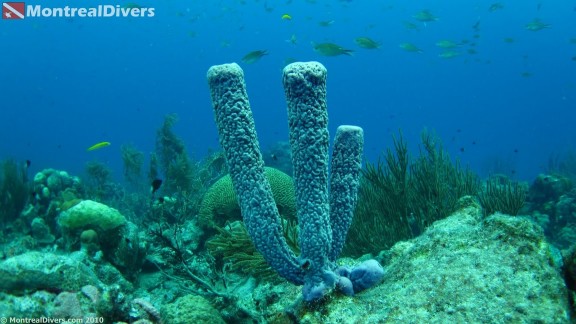Bonaire