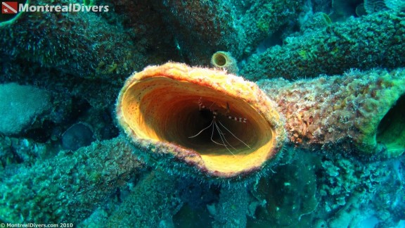 Bonaire