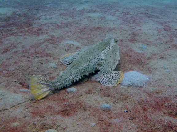 Veteran's Reef