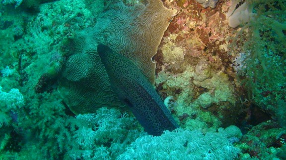 Red Sea - fish