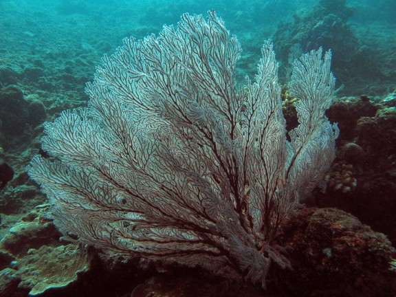 Kubu, Indonesia