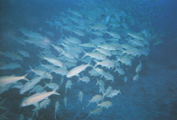 Kailua-Kona, United States