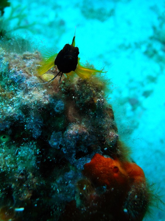 Vari, Greece - fish