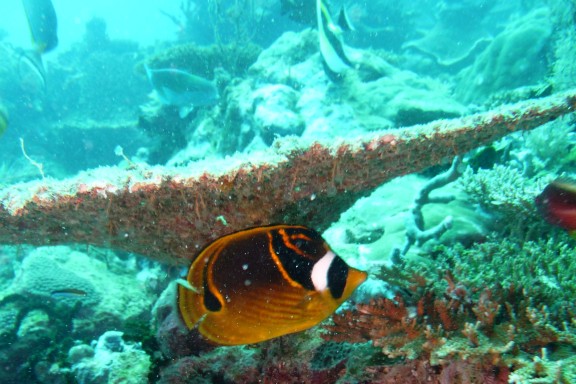 Nyambadao, Mayotte