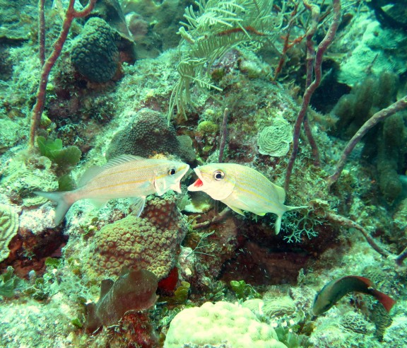 Bayahibe, Dominikanische Republik