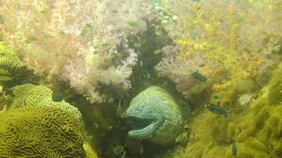 The Gulf of Oman