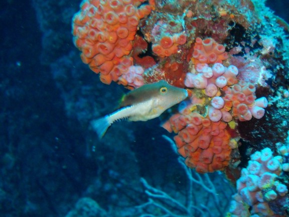 Pompano Beach, Florida