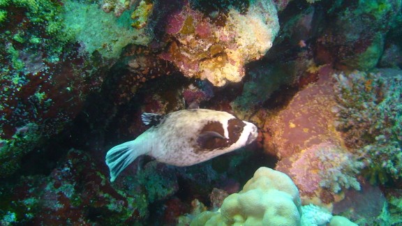 Red Sea