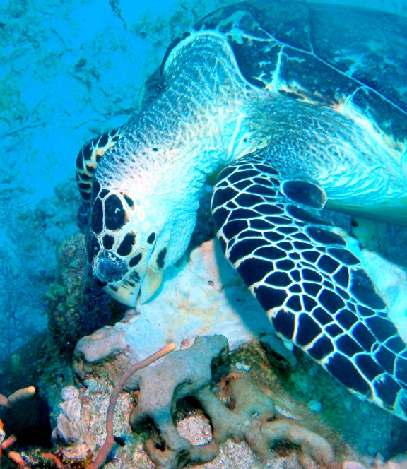 Quintana Roo, Mexico