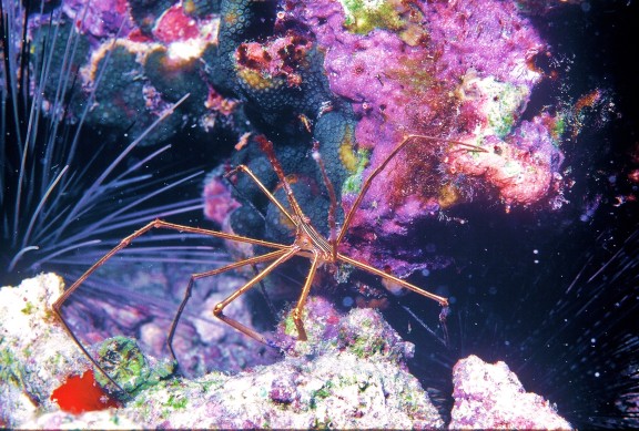 Grand Cayman