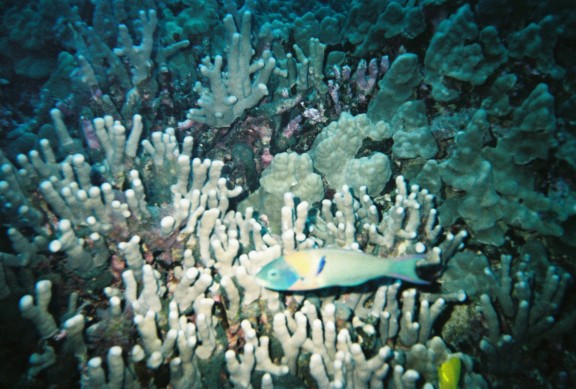 Kailua-Kona, United States