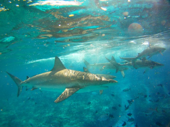 Alice Town, The Bahamas - fish